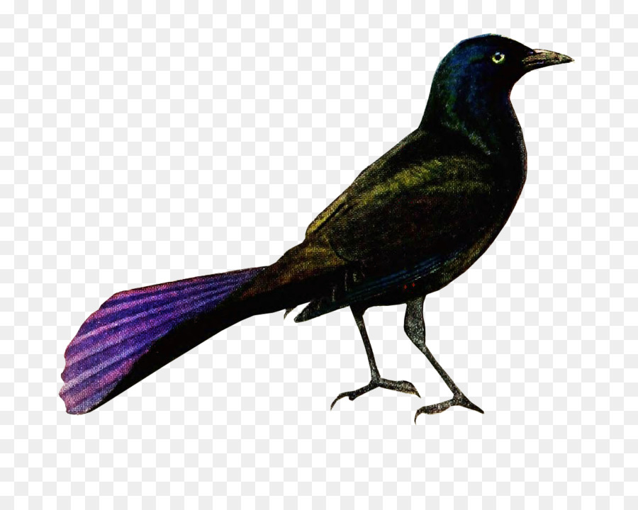 Gagak Kaledonia Baru，Burung PNG