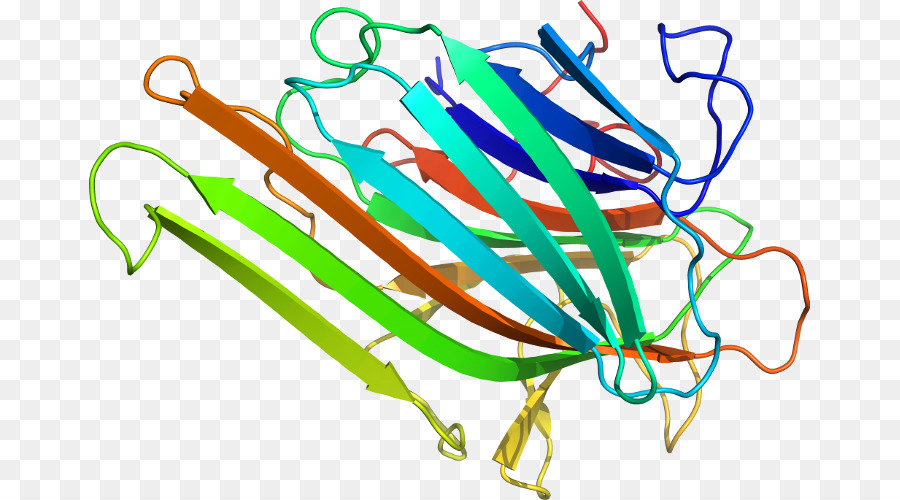 Struktur Protein，Biologi PNG