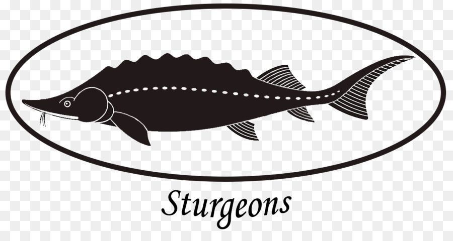 Ikan Sturgeon，Akuatik PNG