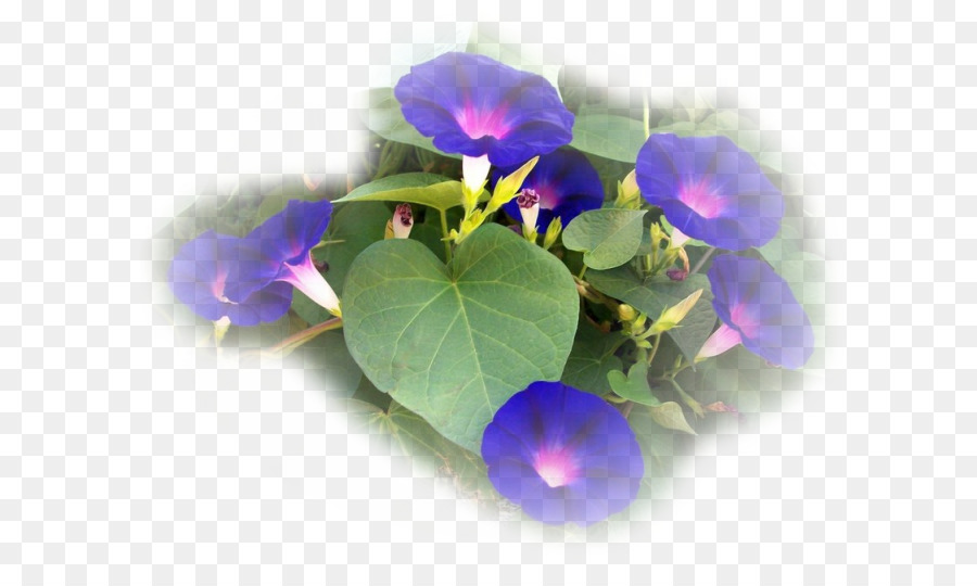 Bunga Violet，Bunga PNG