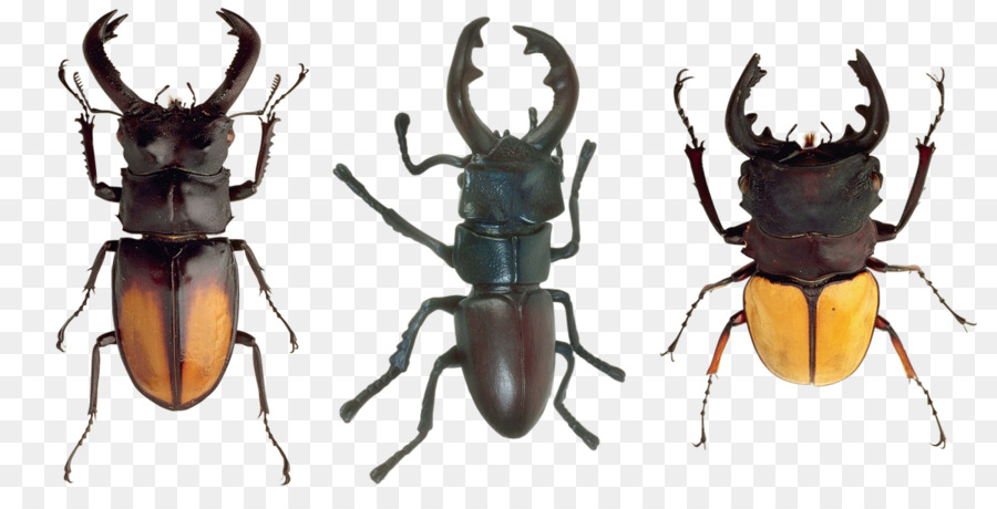 Kumbang，Arthropoda PNG