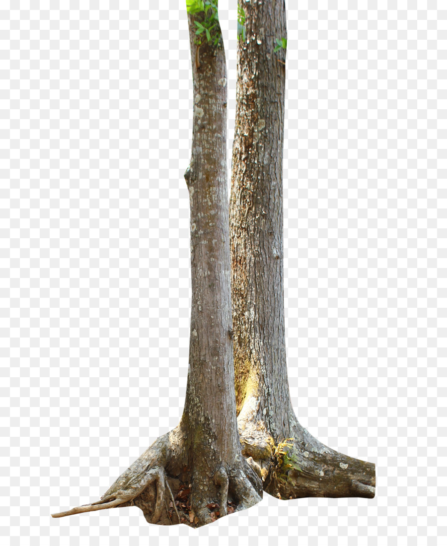  Batang  DeviantArt Pohon gambar png 