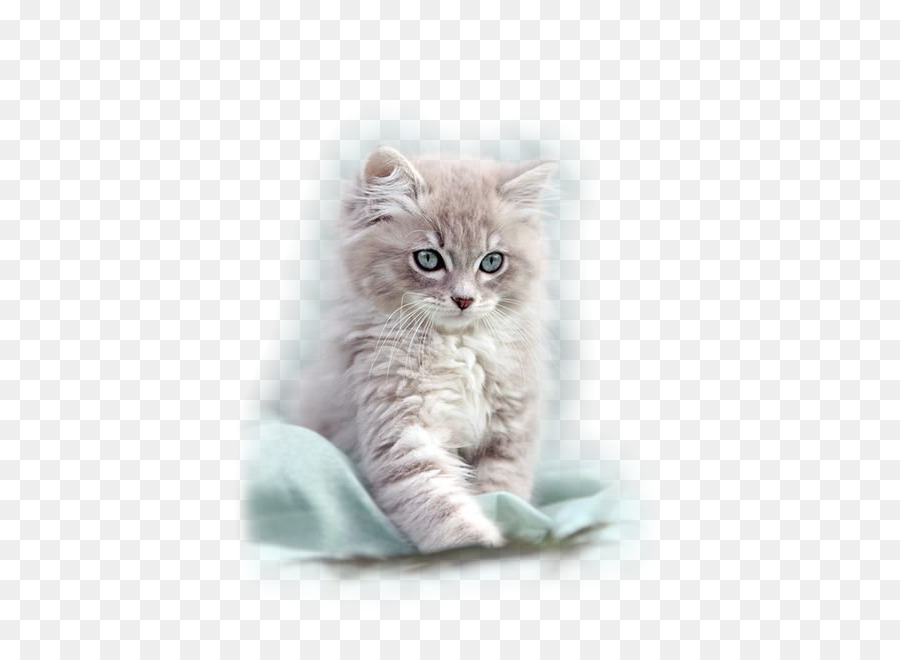 Ragdoll，Kucing Persia PNG