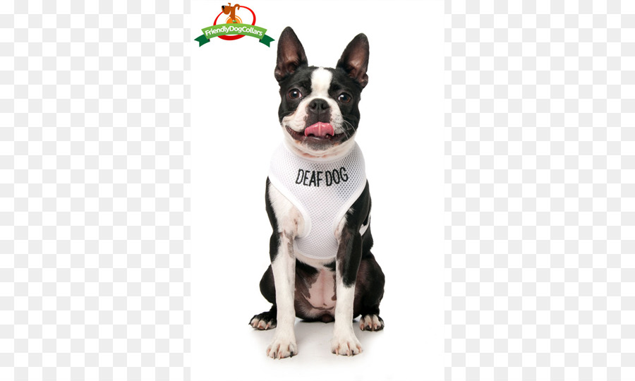 Boston Terrier，Anjing Berkembang Biak PNG