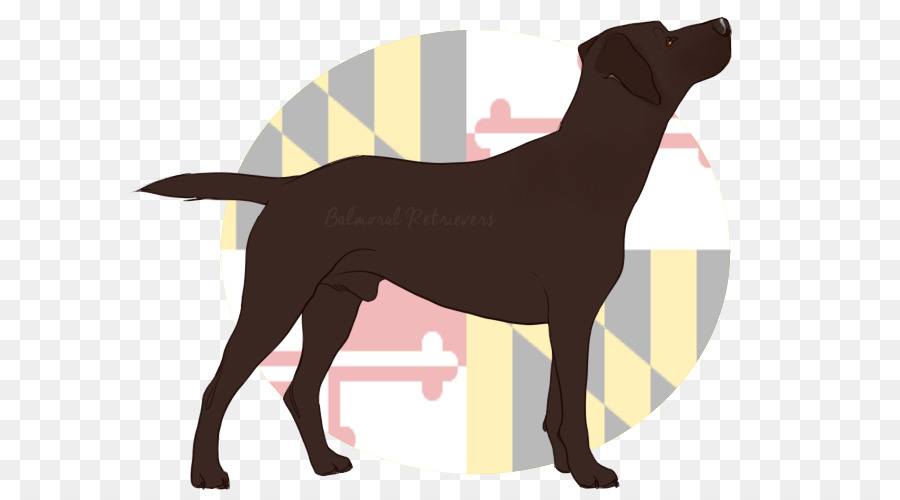 Labrador Retriever，Ban Serep PNG