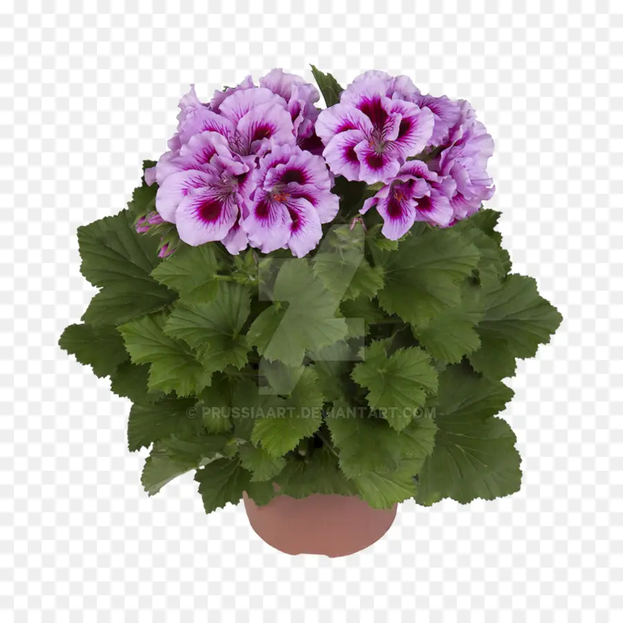 Pot Bunga，Bunga PNG