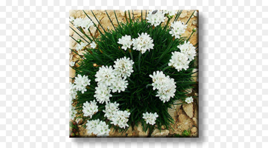 Evergreen Candytuft，Armeria Maritima PNG