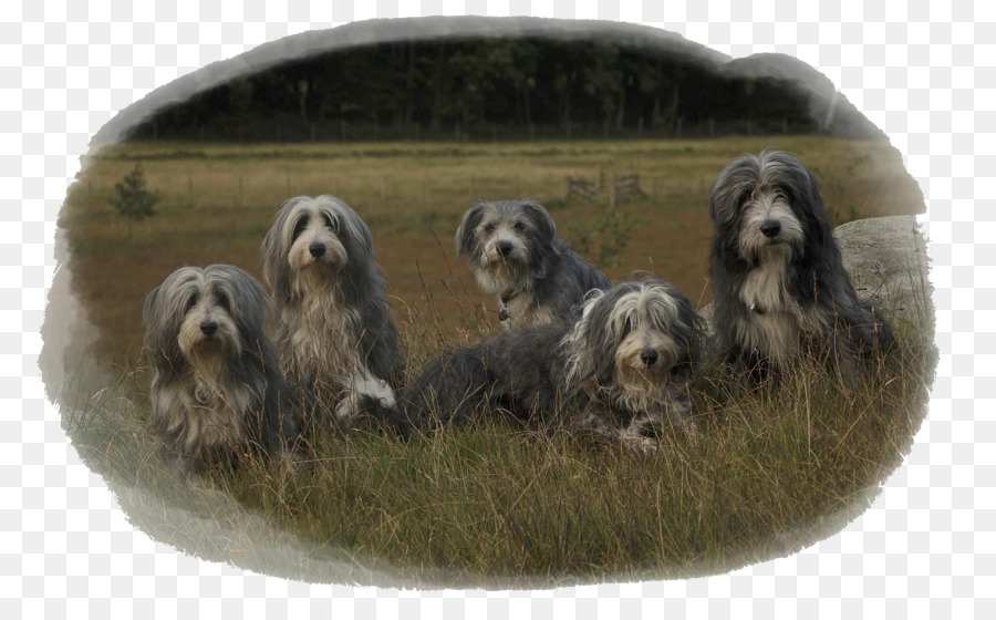 Dandie Dinmont Terrier，Otterhound PNG