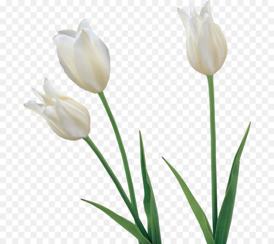 Tulip，Bunga PNG