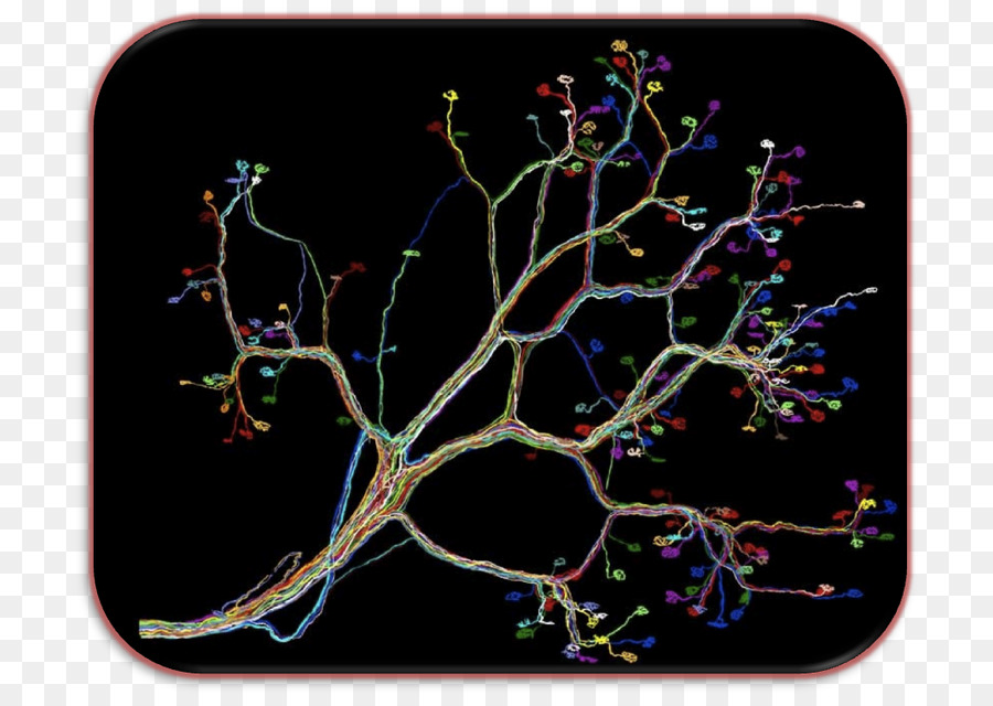 Sirkuit Neural，Neuron PNG