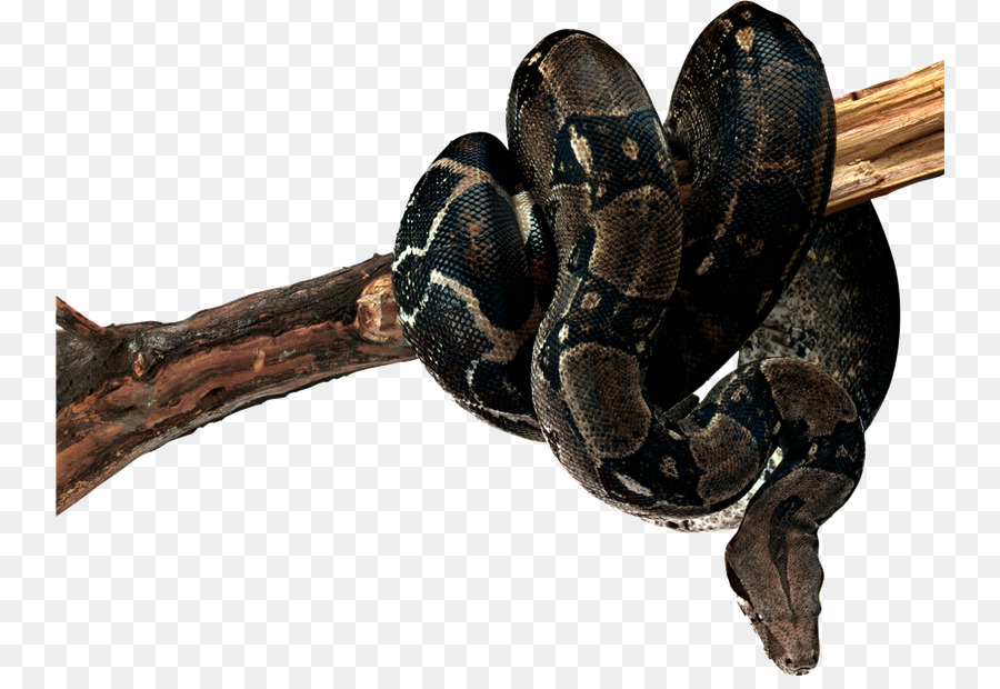 Ular Hitam，Reptil PNG