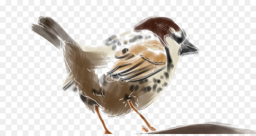 House Sparrow，Spanyol Sparrow PNG