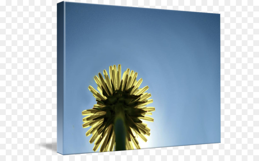 Dandelion，Fotografi Saham PNG