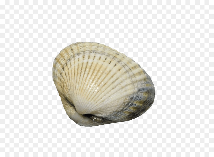 Kerang Laut，Laut PNG