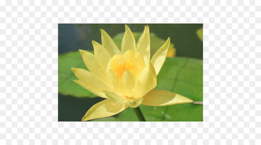 Lili Air，Nelumbo Nucifera PNG