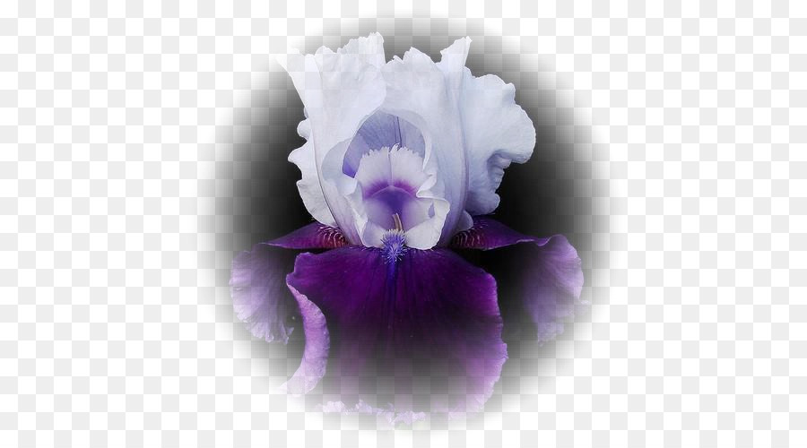 Iris，Bunga PNG