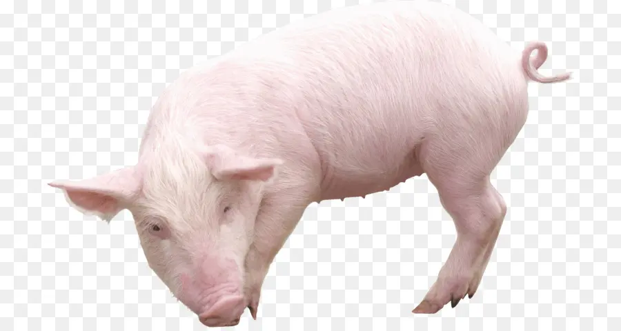 Babi，Peternakan PNG