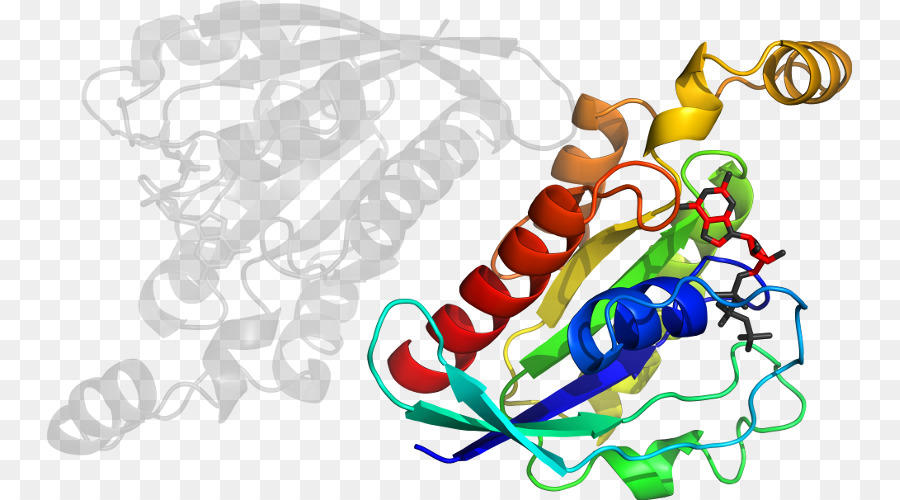 Struktur Protein，Molekul PNG