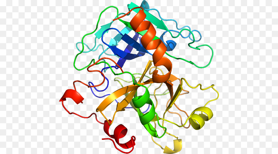 Struktur Protein，Molekul PNG