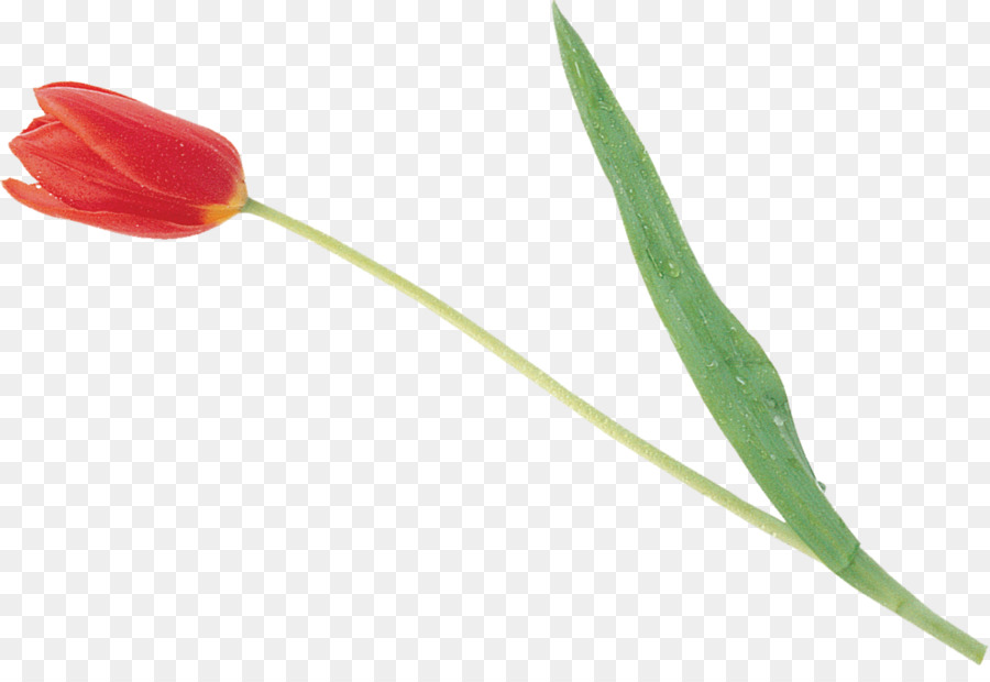 Tulip，Kelopak PNG