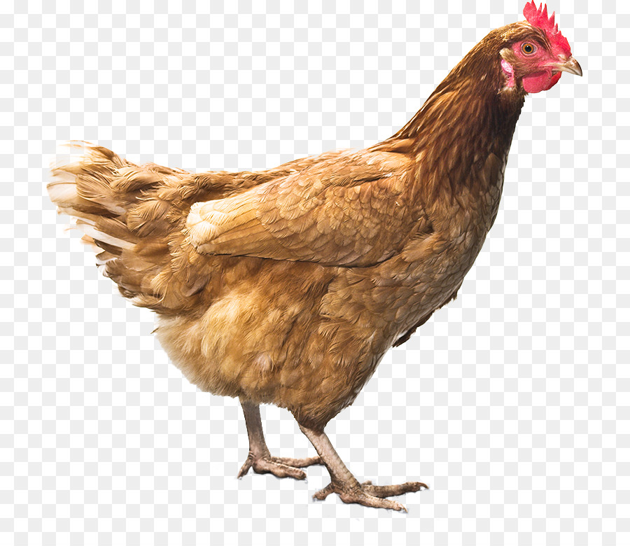 430 Gambar Binatang Ayam Gratis Terbaru