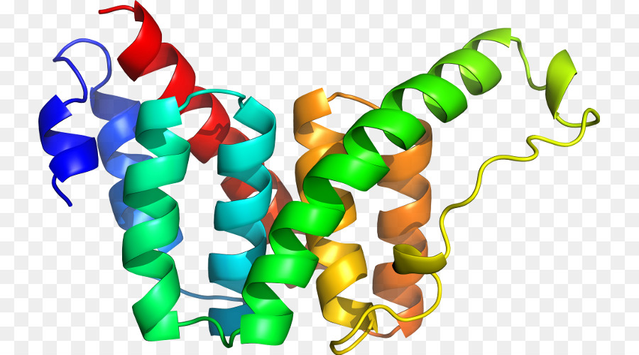 Struktur Protein，Biologi PNG