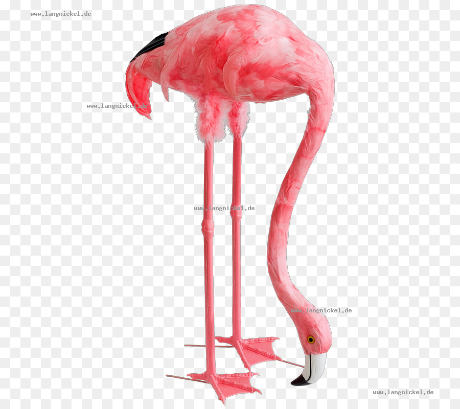 Flamingo，Mebel PNG