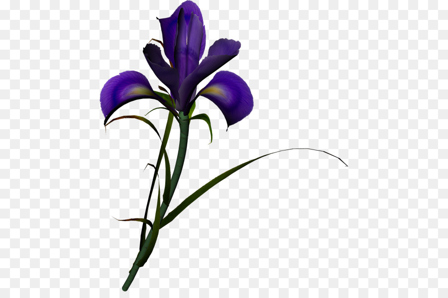 Iris, Iris Keluarga, Bunga gambar png