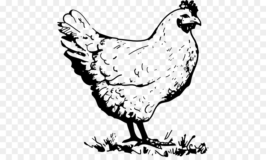 Gambar Mewarnai Ayam : Cara Menggambar Ayam Jago Dan Mewarnai Mainan ...