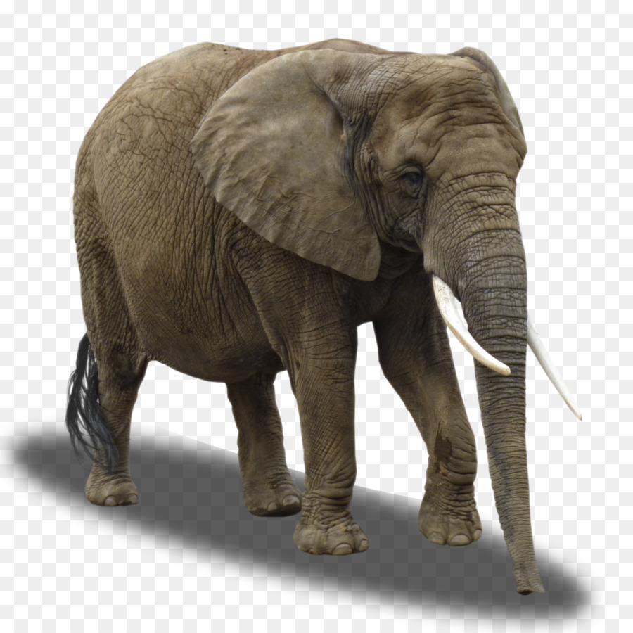Unduh 480 Koleksi Gambar Gajah Dan Jerapah Paling Baru HD