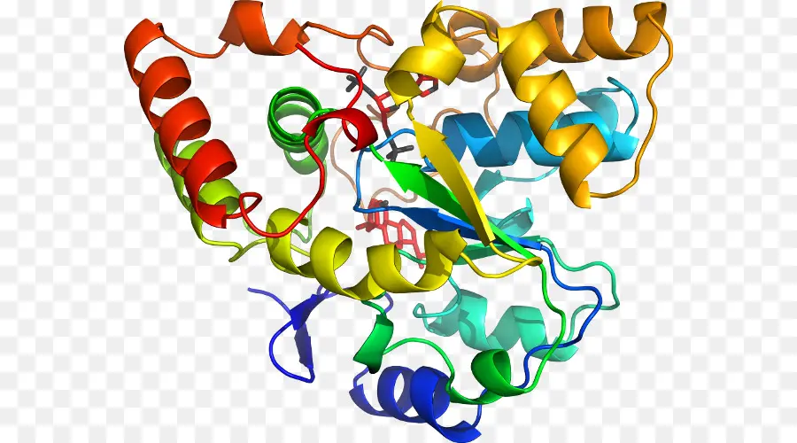 Struktur Protein，Molekul PNG