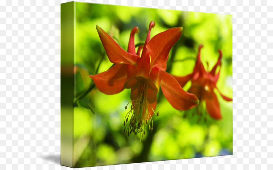 Merah Columbine，Bunga Liar PNG