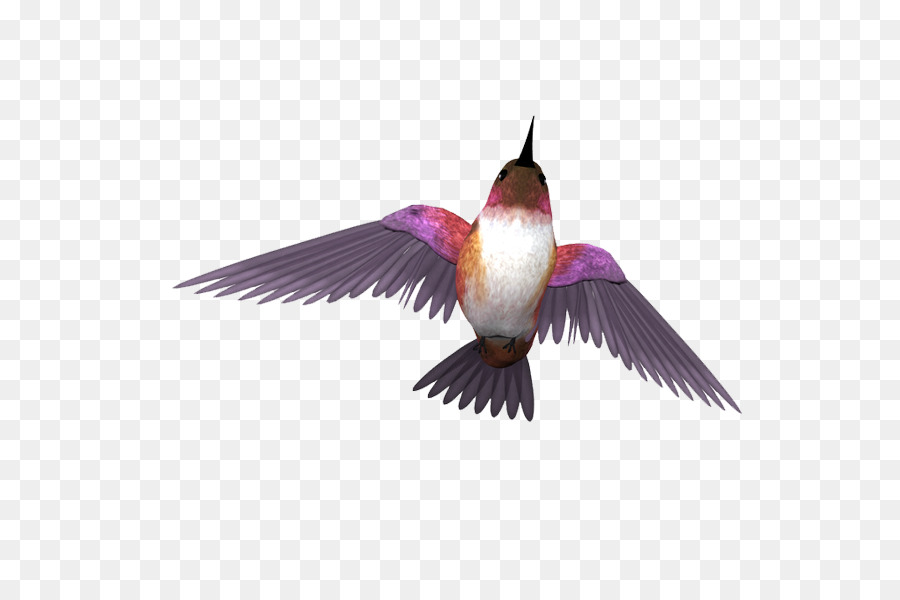 Burung，Merpati Karang PNG