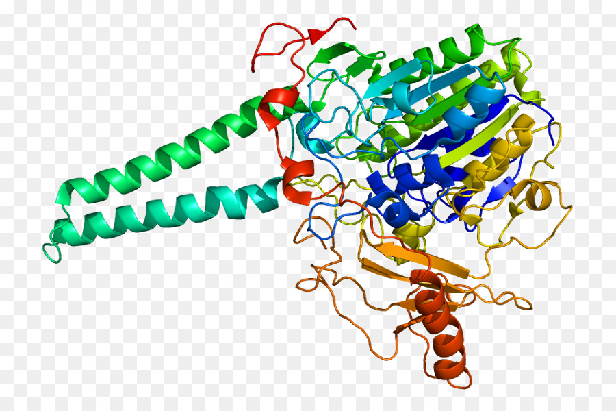 Struktur Protein，Molekul PNG