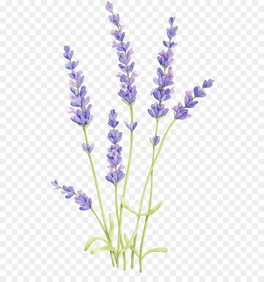 Paling Bagus 15+ Sketsa Gambar Bunga Lavender - Gambar Bunga Indah