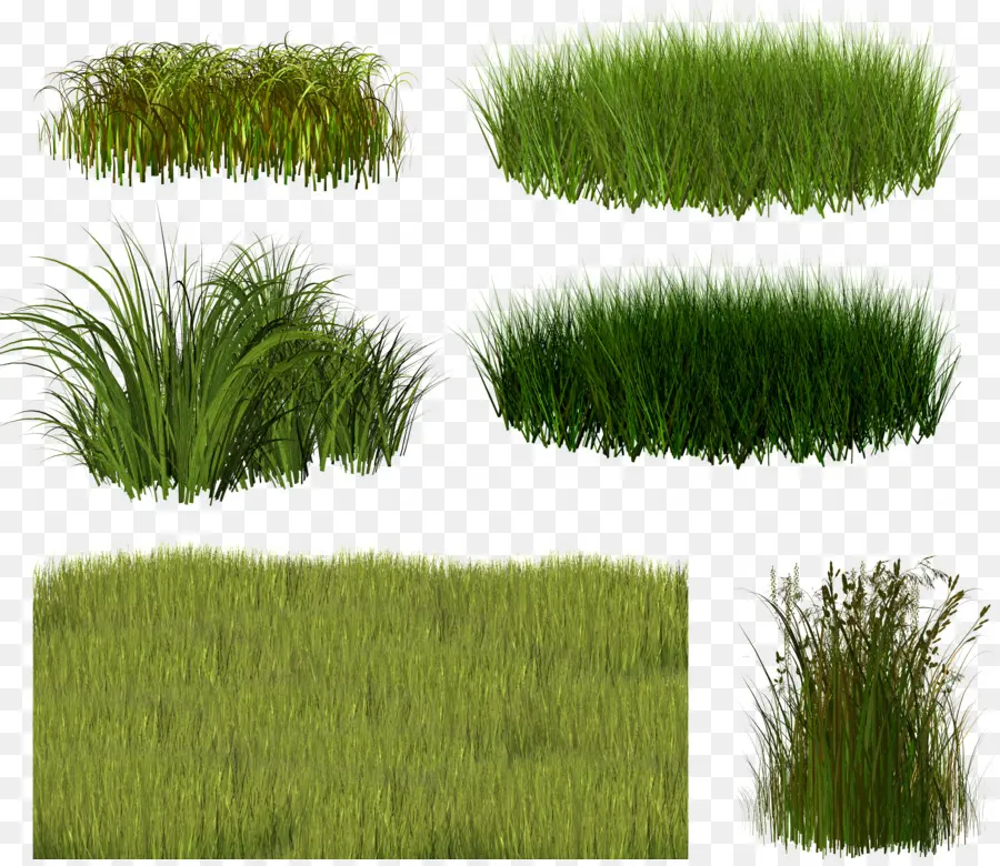 Vetiver，Semak PNG