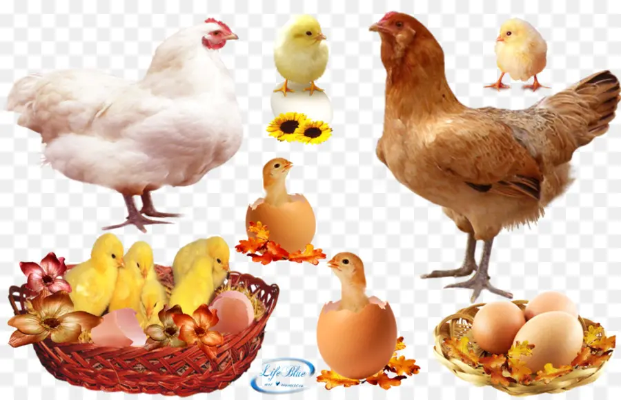 Ayam，Ayam Panggang PNG