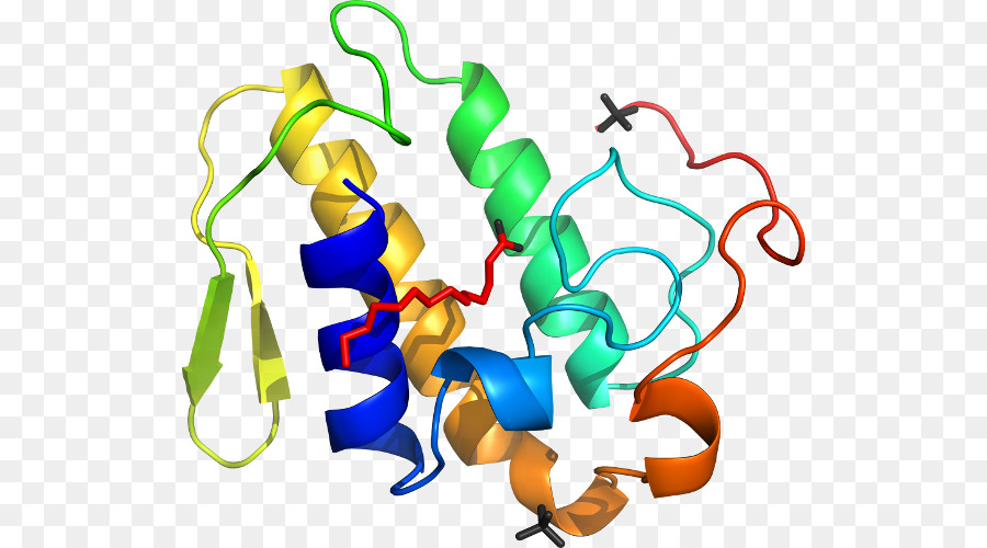 Struktur Protein，Molekul PNG