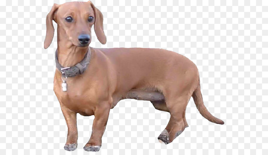 Anjing，Peliharaan PNG