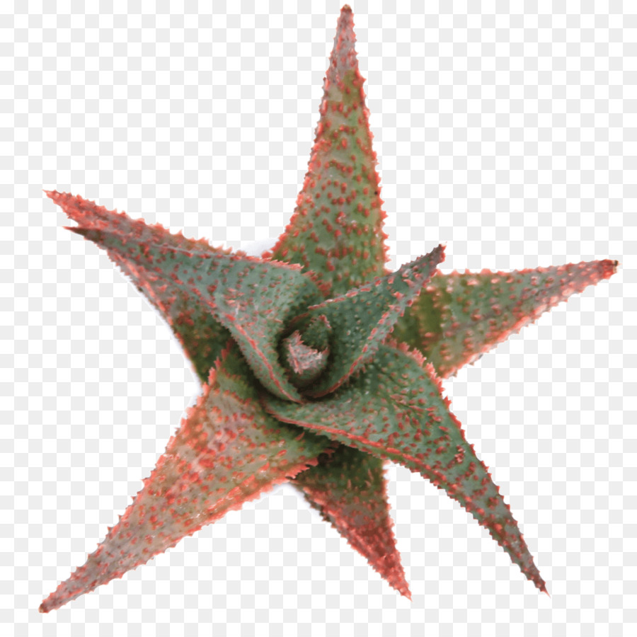 Bintang Laut，Lidah Buaya PNG