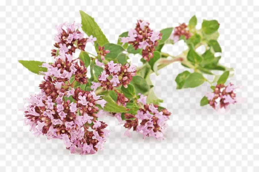 Oregano，Herba PNG