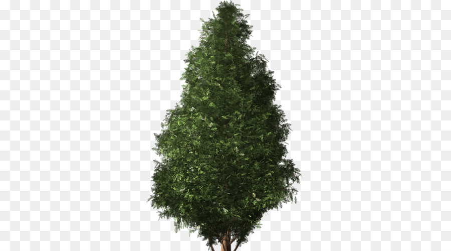 Pohon，Pinus PNG