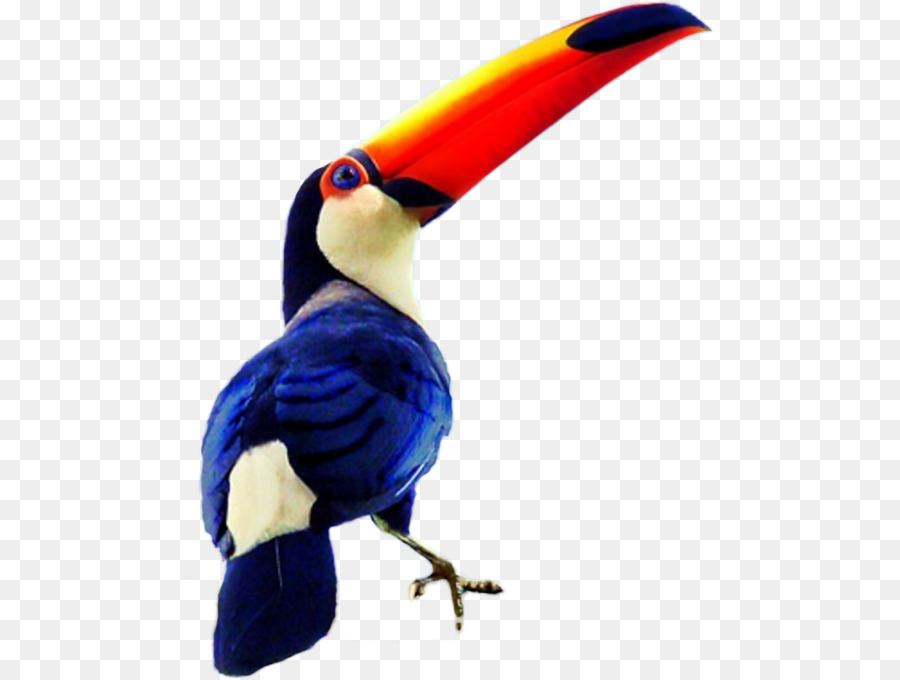 Burung Toucan，Berwarna Warni PNG