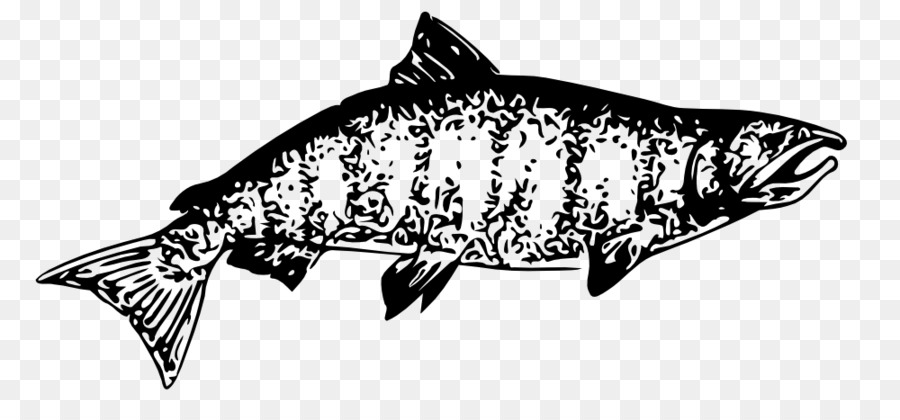 Salmon Chinook，Ikan Salmon PNG