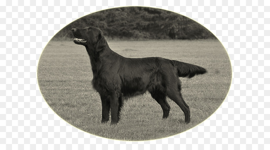 Flatcoated Retriever，Labrador Retriever PNG