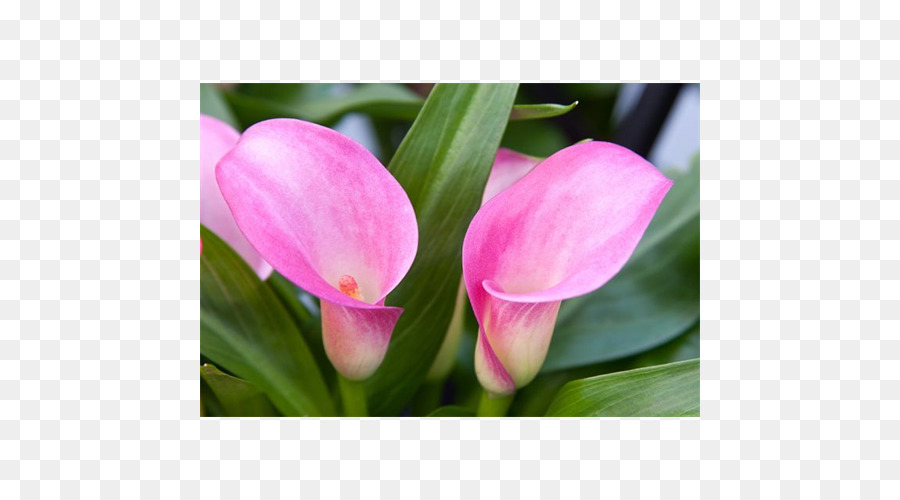 Tulip，Pink M PNG
