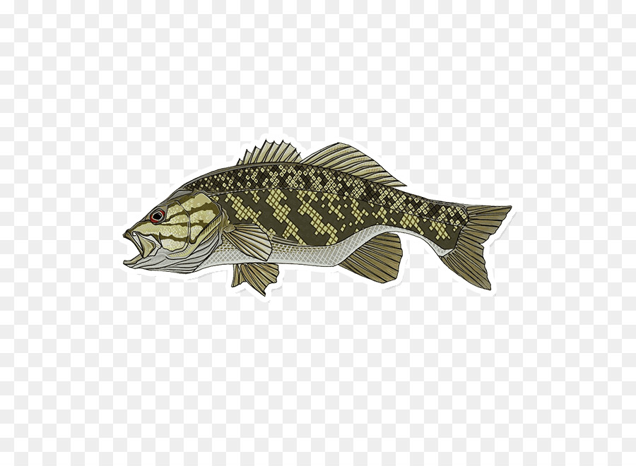 Bass Smallmouth，Bass Largemouth PNG