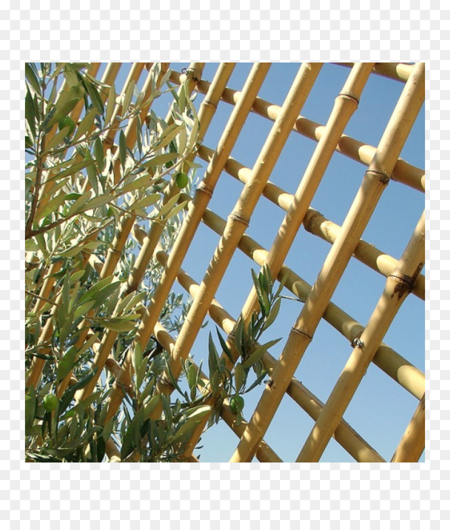 Bambu，Bambou PNG