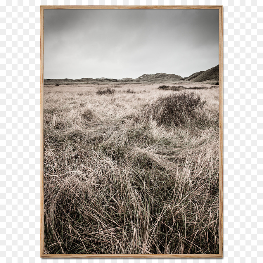 Perkebunan Skagen Dune，Foto Pabrik PNG