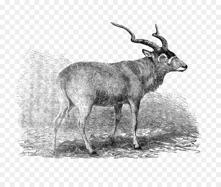 Waterbuck，Rusa PNG